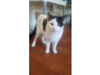 Adopt Scout a Black & White or Tuxedo Domestic Shorthair (short coat) cat in