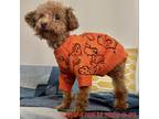 Adopt Snow 4765 a Tan/Yellow/Fawn Poodle (Standard) / Mixed dog in Brooklyn