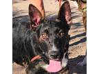 Adopt Hades a Black Mixed Breed (Medium) / Mixed dog in Las Cruces
