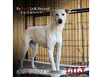 Adopt Lily 4157 a White - with Tan, Yellow or Fawn Labrador Retriever / Mixed