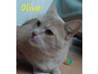 Adopt Olive - Ottawa Area a Orange or Red Domestic Shorthair / Domestic