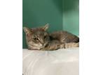 Adopt Dash a Gray or Blue Domestic Shorthair (short coat) cat in Napoleon