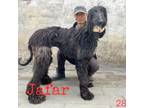 Adopt Jafar 2843 a Black Afghan Hound / Mixed dog in Brooklyn, NY (37829393)
