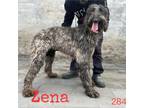 Adopt Zena 2844 a Black Afghan Hound / Mixed dog in Brooklyn, NY (37829394)