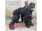 Adopt Jasmine 2845 a Black Afghan Hound / Mixed dog in Brooklyn, NY (37829395)