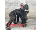 Adopt Oracle 2847 a Black Afghan Hound / Mixed dog in Brooklyn, NY (37829396)