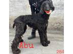 Adopt Abu 2848 a Black Afghan Hound / Mixed dog in Brooklyn, NY (37829397)