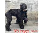 Adopt Mirage 2849 a Black Afghan Hound / Mixed dog in Brooklyn, NY (37829398)
