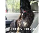 Adopt Aladdin 6911 a Black Afghan Hound / Mixed dog in Brooklyn, NY (37829399)