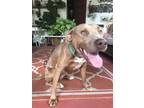 Adopt Hallow (Underdog in Foster) a Brown/Chocolate American Pit Bull Terrier /