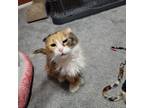 Adopt Delilah a Calico or Dilute Calico Calico (medium coat) cat in Orlando