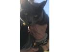 Adopt Matthew a Domestic Shorthair / Mixed cat in Fresno, CA (37834633)