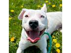 Adopt Gemma a White - with Tan, Yellow or Fawn Mixed Breed (Medium) / Mixed dog