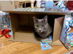 Adopt Gnocchi a Domestic Shorthair cat in Arlington, TX (37945735)