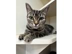Adopt Myla IN FOSTER a Gray or Blue Domestic Shorthair / Domestic Shorthair /