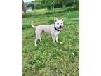 Adopt Aria a Tan/Yellow/Fawn Husky / Pit Bull Terrier dog in Acworth