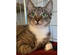 Adopt Tabitha a Brown or Chocolate Domestic Shorthair / Domestic Shorthair /