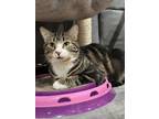 Adopt Latte a Gray, Blue or Silver Tabby Domestic Shorthair (short coat) cat in