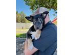 Adopt Max a Black - with Tan, Yellow or Fawn Shar Pei / Miniature Pinscher /
