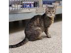 Adopt CARAMEL a Brown or Chocolate Domestic Shorthair / Mixed cat in Bedford