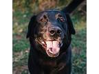 Adopt Malcolm a Black Labrador Retriever / Mixed Breed (Medium) / Mixed dog in