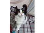 Adopt Marisa a Black & White or Tuxedo Domestic Longhair (long coat) cat in
