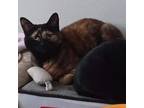 Adopt Lotus Fostered (Elena) a Domestic Shorthair / Mixed cat in St.Jacob