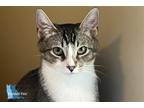 Adopt Bullwinkle a Brown Tabby Domestic Shorthair / Mixed cat in Los Angeles