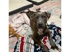 Adopt Oki a Brindle American Staffordshire Terrier / Mixed dog in San Antonio