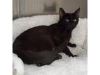 Adopt Pinto Bean a All Black Domestic Shorthair / Mixed cat in Bedford
