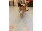 Adopt Red Fred a Domestic Shorthair / Mixed (short coat) cat in Bourbonnais