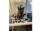 Adopt Norma a Domestic Shorthair / Mixed (short coat) cat in Bourbonnais