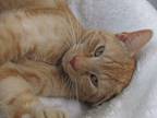 Adopt Satchmo a Domestic Shorthair / Mixed (short coat) cat in Leonardtown