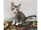 Adopt Muskateer a Gray, Blue or Silver Tabby Domestic Shorthair cat in Wolcott