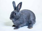 Adopt Buns a Grey/Silver Other/Unknown / Other/Unknown / Mixed rabbit in