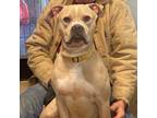 Adopt Richard (Deaf) a Boxer, Mixed Breed