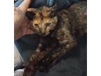 Adopt Wednesday a Tortoiseshell Domestic Shorthair (short coat) cat in Woodland