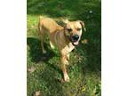 Adopt Mia ~ a Boxer / Labrador Retriever / Mixed dog in Pittstown, NJ (32357817)