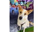 Adopt Max a White - with Brown or Chocolate Cattle Dog / Mixed dog in