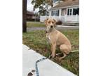 Adopt Kazu a Tan/Yellow/Fawn Vizsla / Beagle / Mixed dog in Toronto