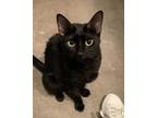 Adopt Midnight a All Black Domestic Shorthair / Mixed (short coat) cat in