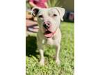 Adopt Gary a White Mixed Breed (Medium) / Mixed dog in Voorhees, NJ (37973970)