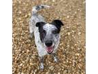 Adopt Virgil Earp a Black Blue Heeler / Mixed dog in Bedford, PA (37955454)