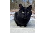 Adopt Leeroy a All Black Domestic Shorthair / Mixed (short coat) cat in Drasco
