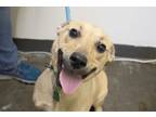 Adopt Myles a Black Mouth Cur, Shepherd