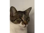 Adopt Fee Bee a White Domestic Shorthair / Mixed (short coat) cat in Drasco