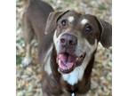 Adopt Walker a Brown/Chocolate Labrador Retriever / Mixed dog in Austin