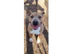 Adopt Bellatrix a White - with Tan, Yellow or Fawn Pit Bull Terrier / Mixed