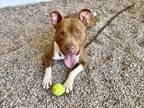 Adopt KING a Pit Bull Terrier