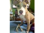 Adopt Bella a Tan/Yellow/Fawn - with White Staffordshire Bull Terrier / Mixed